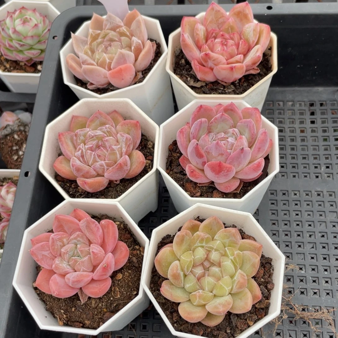 不包整散 盆子不售后2532