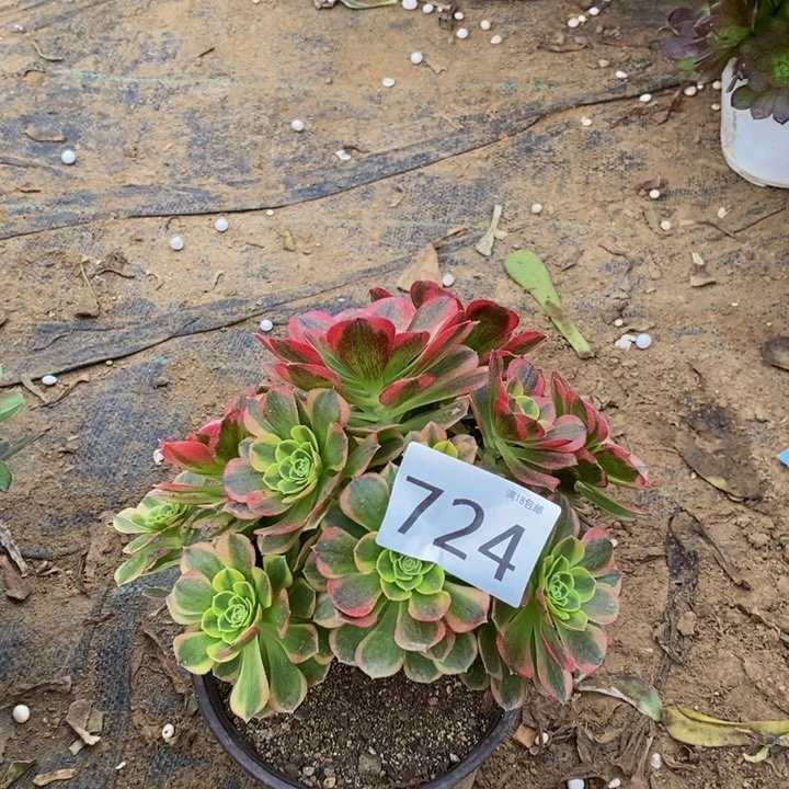 724万奶白绣球多肉