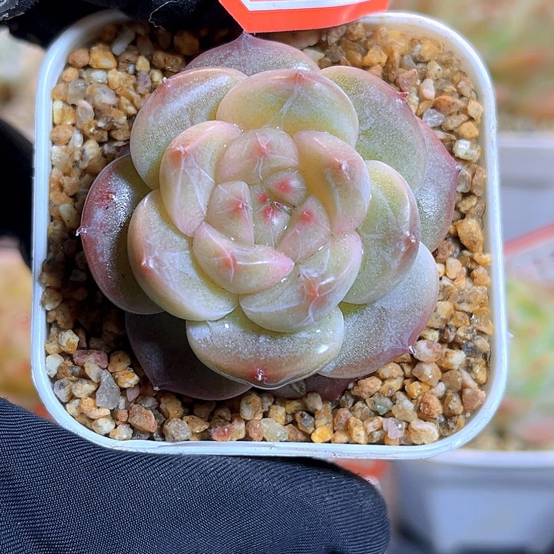 G737 闲花珍妮多肉18包邮