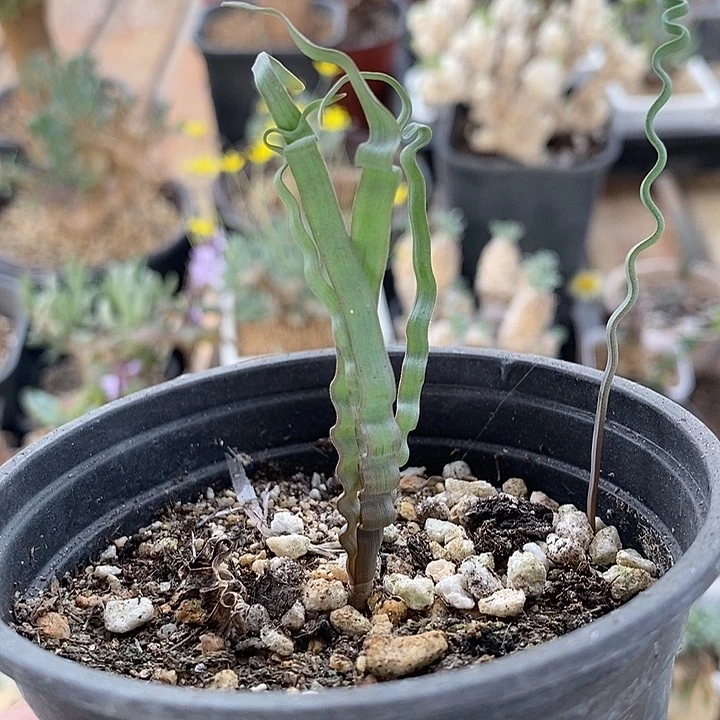 178海带弹簧草一一一一