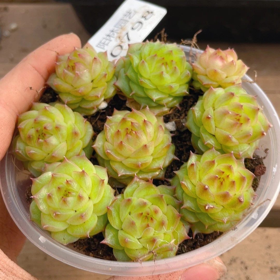 多肉植物多肉植物798