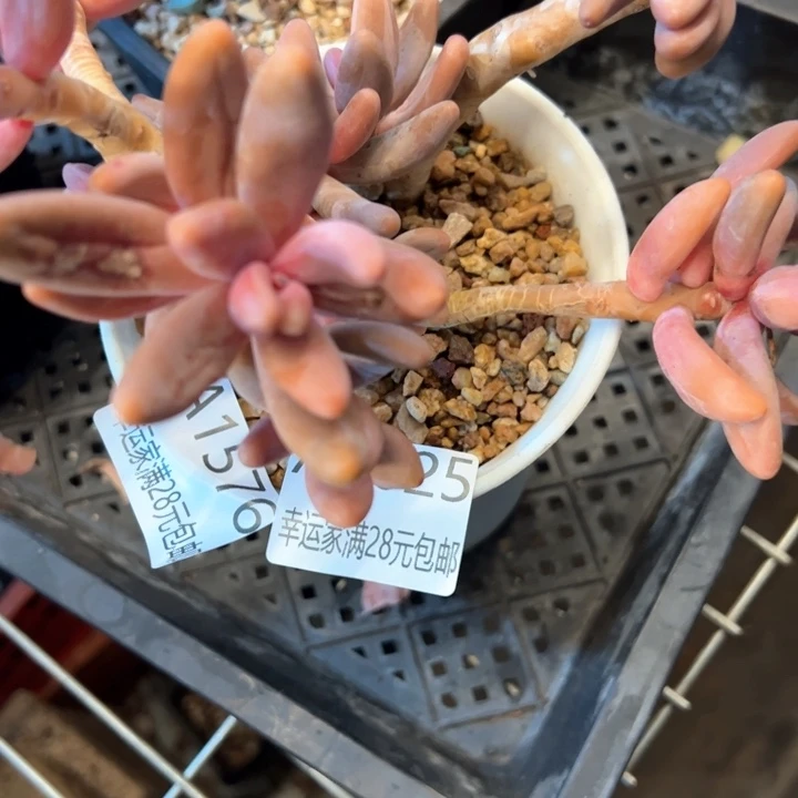 幸运的是我的朋友