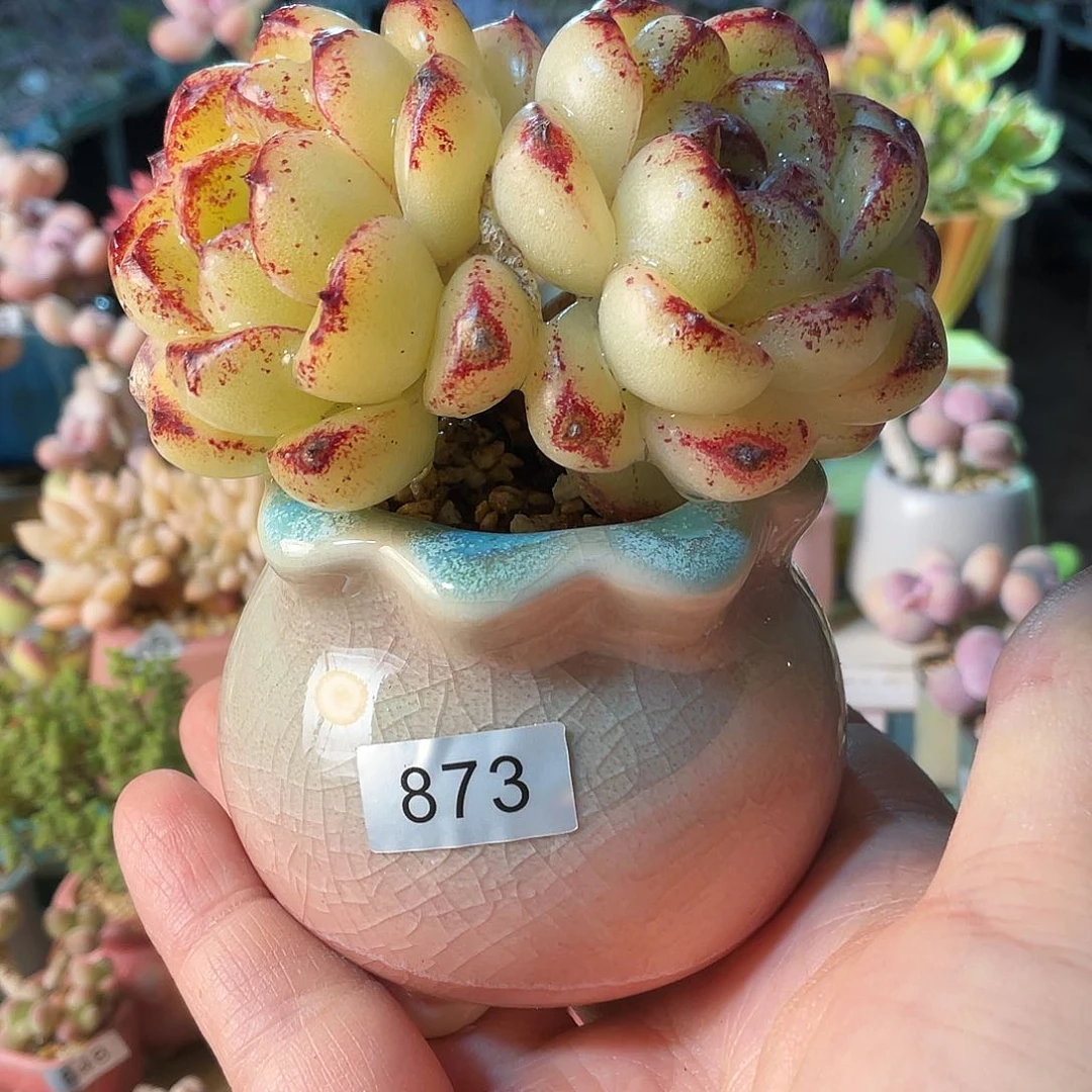 多*控多肉植物的生长发育与生长发育