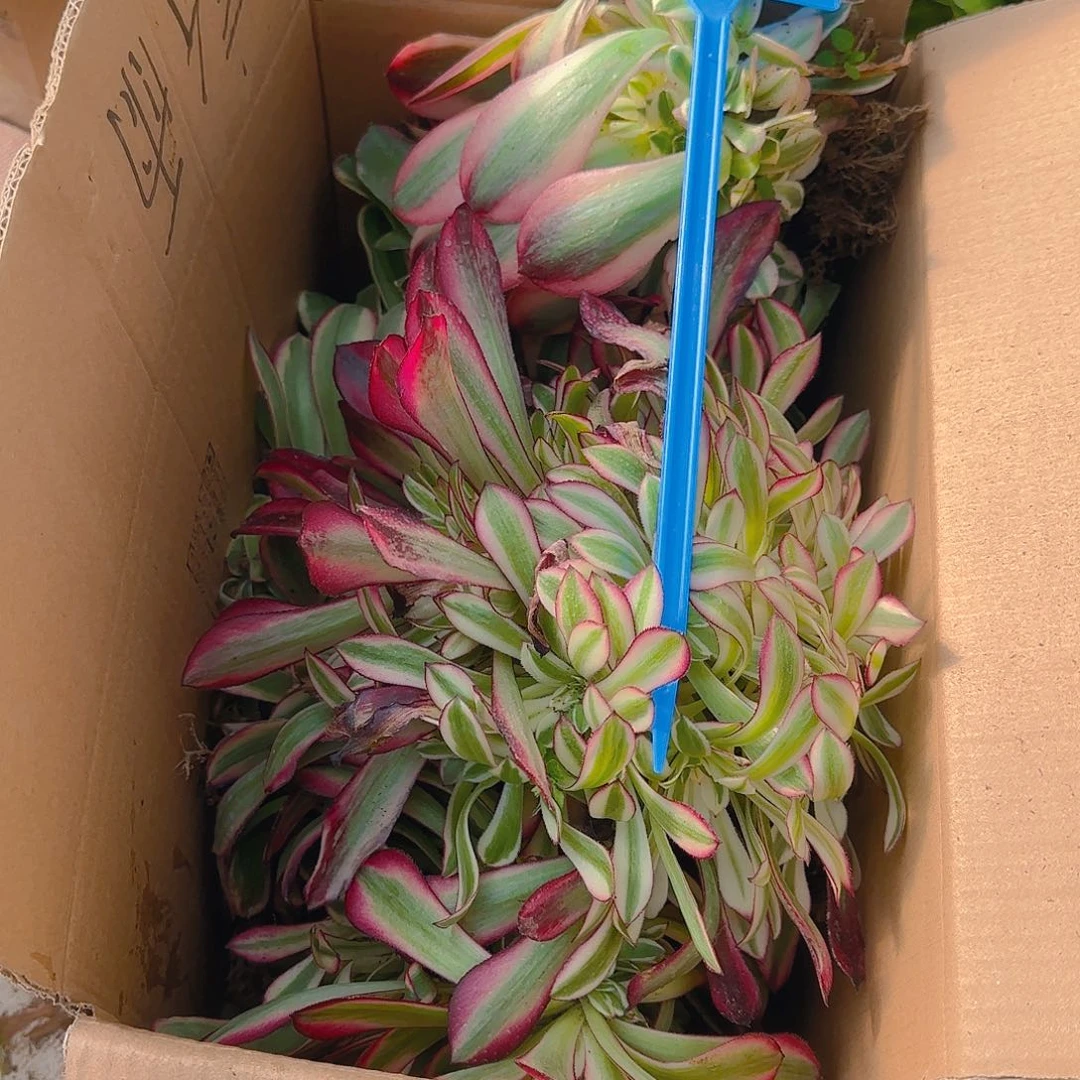 155多肉哦哦哦哦哦哦