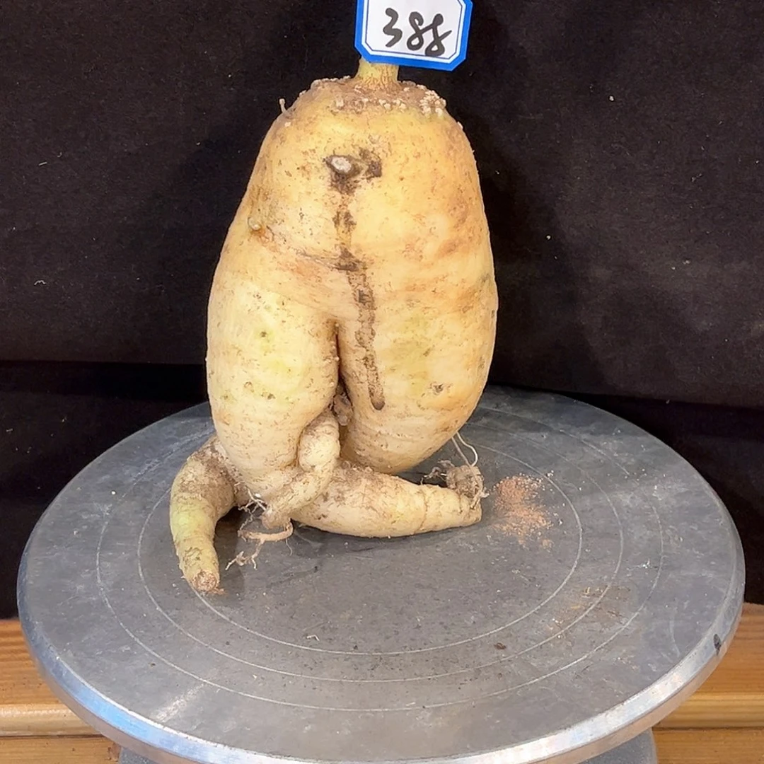 潮流植物火星人哈