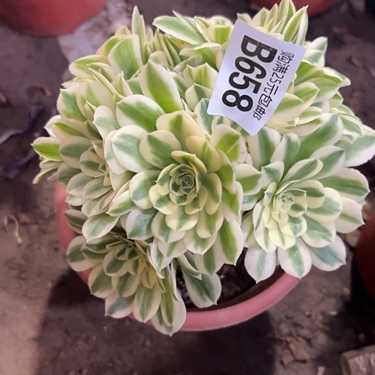 如*多肉植物一个