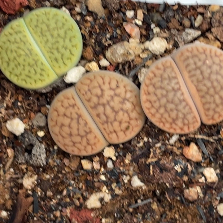 626富贵玉母本带盆ll