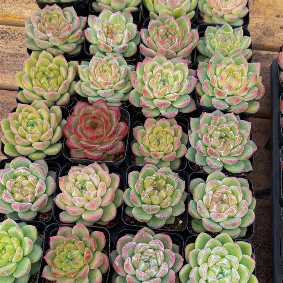 喜***糖251大大方方vv抱抱你