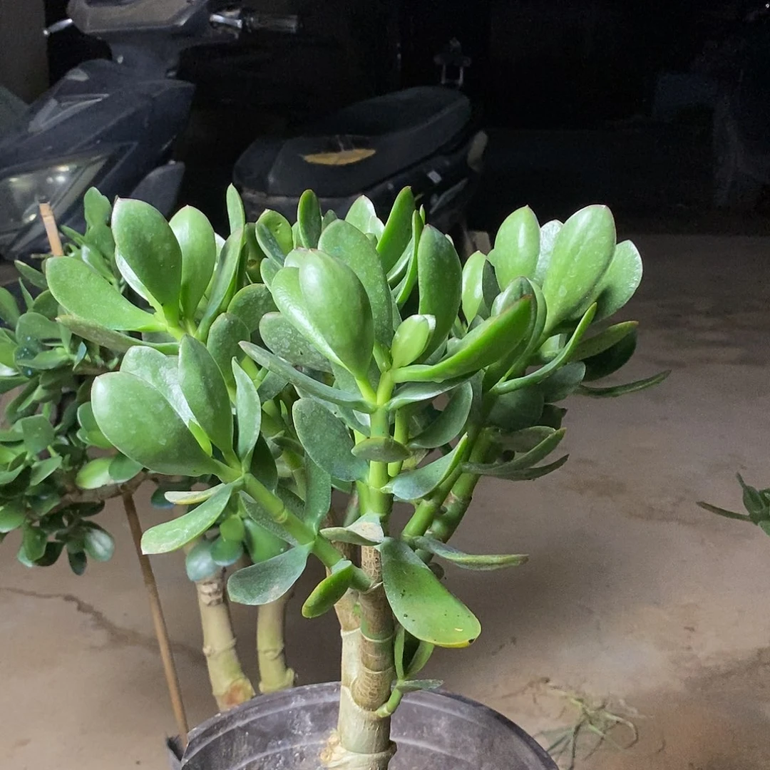 8****?青叶红边一物一拍
