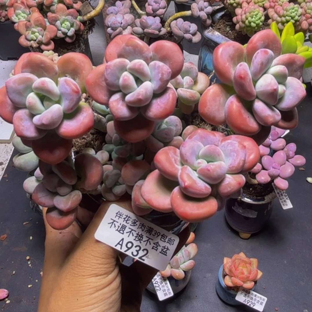 樱花洛神932/10cm多肉