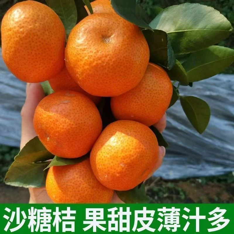 【无籽砂糖橘苗】正宗嫁接苗 皮薄汁水多更抗寒阳台院子桔子果树苗