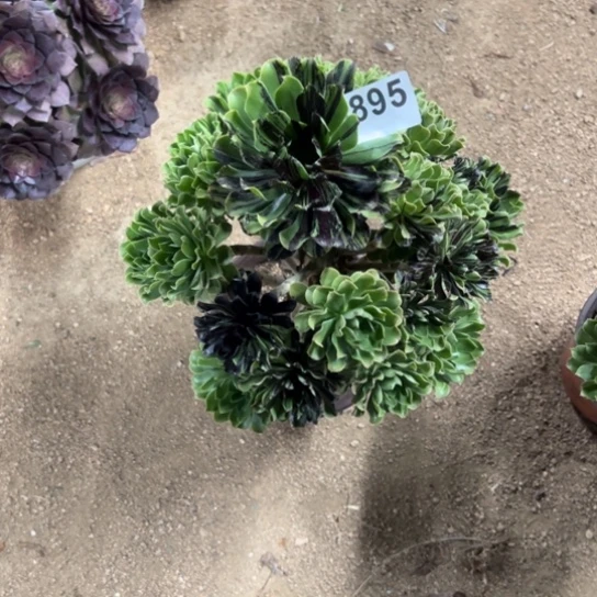 飞**去895水墨丹青多肉植物互饿了