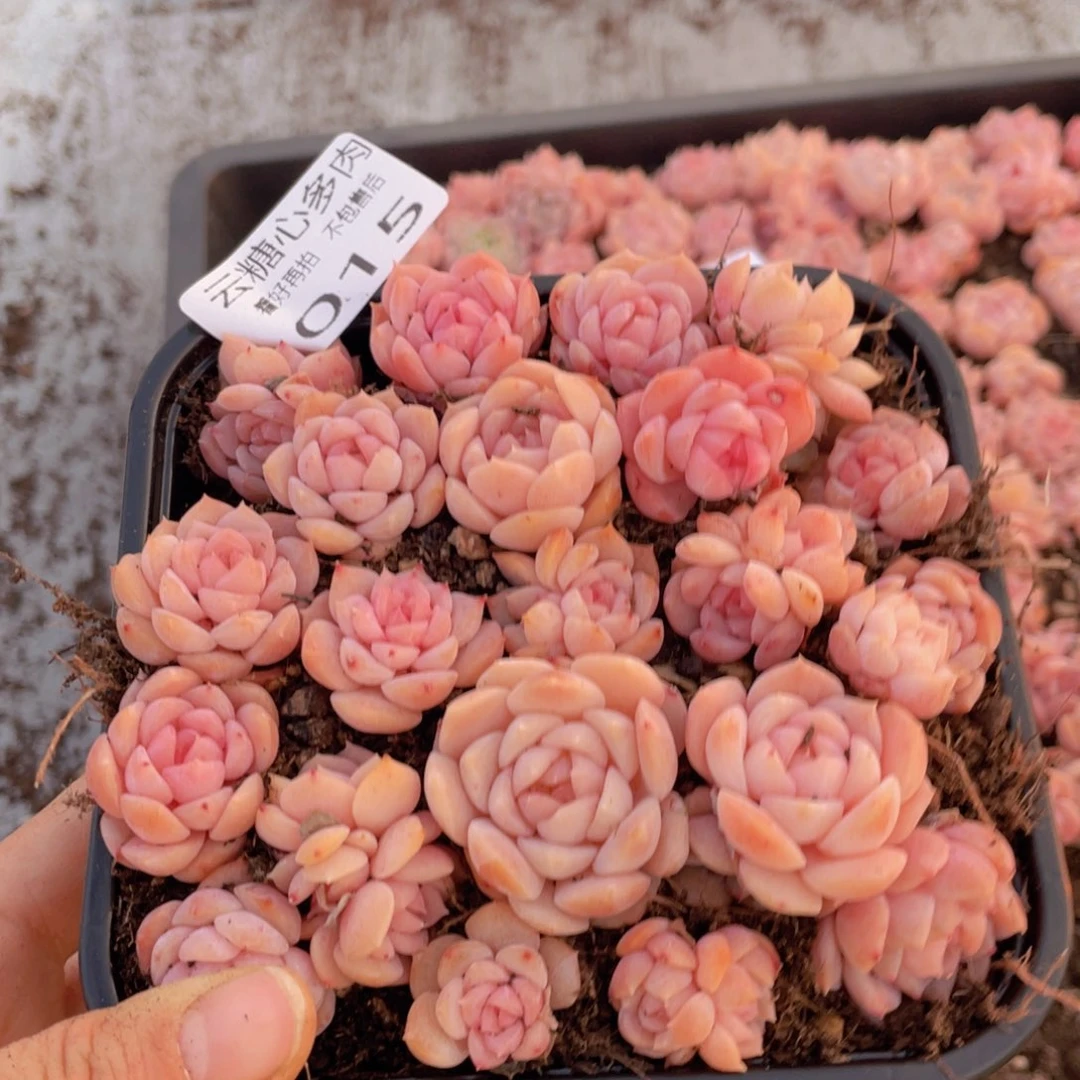 云糖心多肉植物315