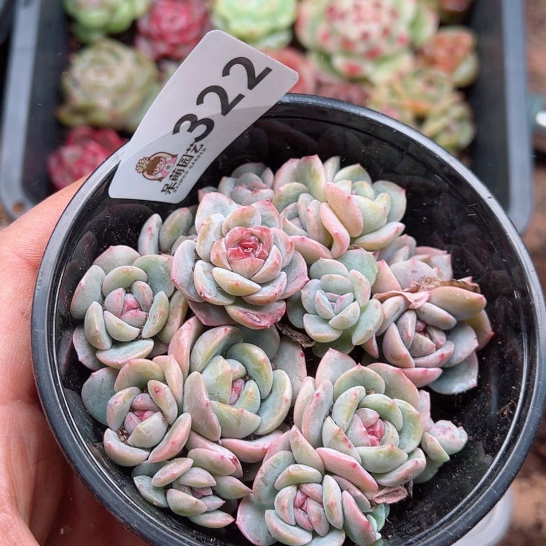 多肉植物多肉植物