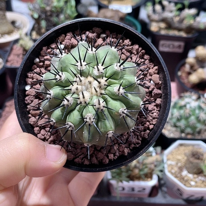 989龙爪属黑王丸仙人球
