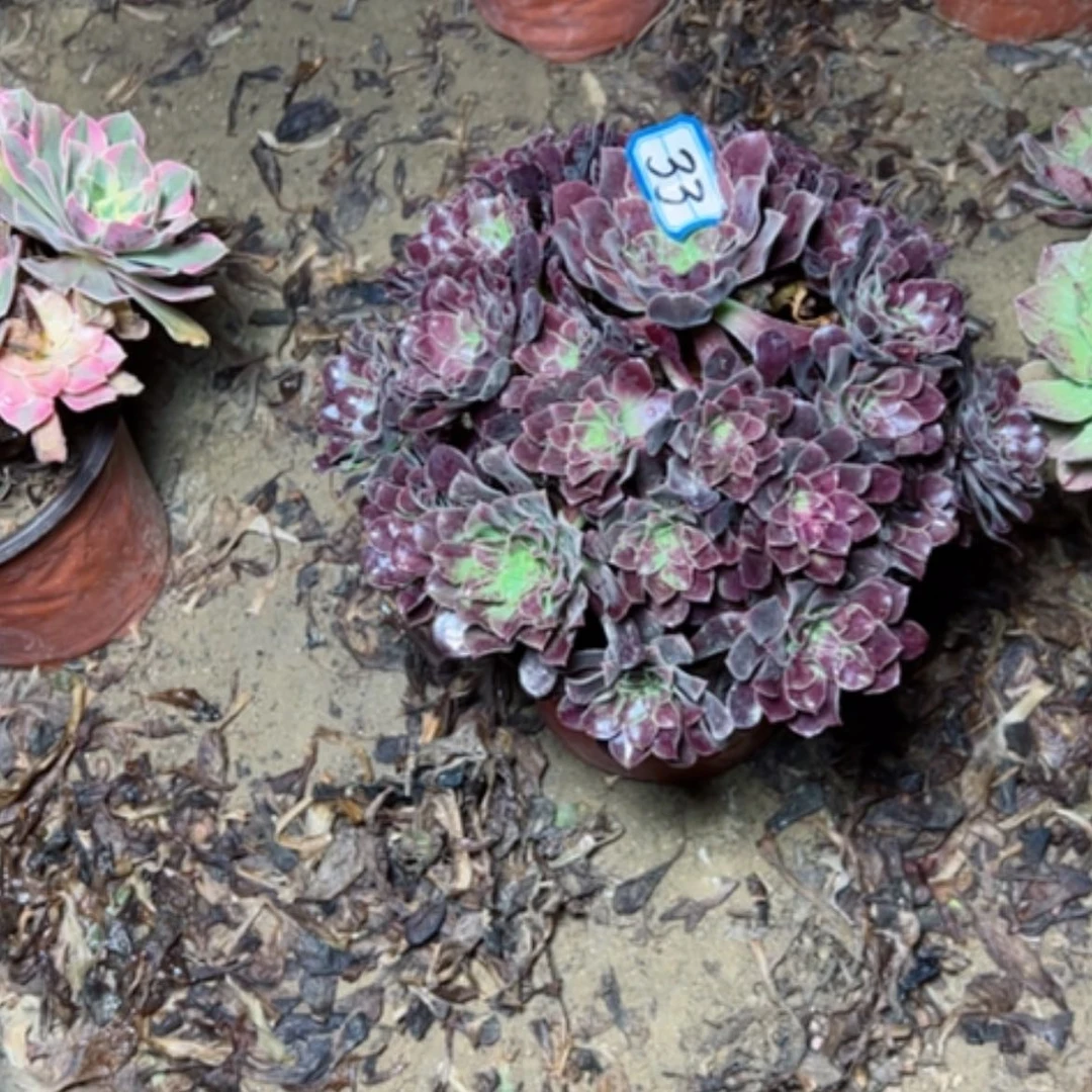 【闪购商品】满江红33