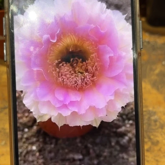 露露粉棠7公分左右带小仔