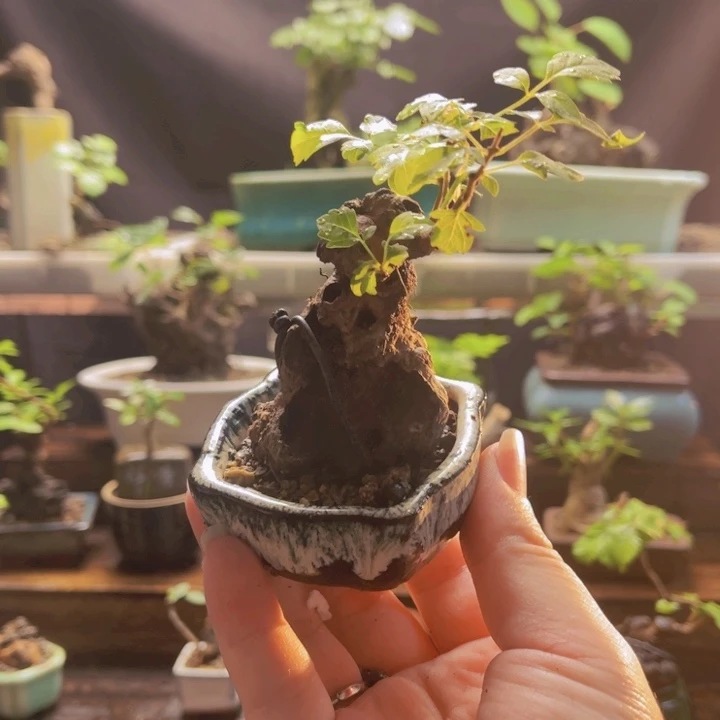 当前无花朵，栽培后可花朵