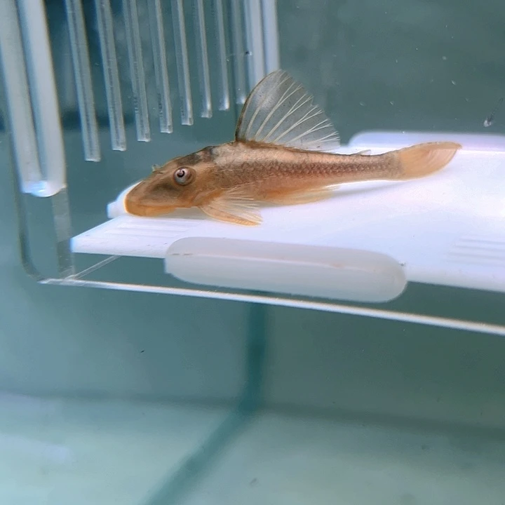 清道夫鱼29-046蓝眼紫罗兰一条尺寸6+
