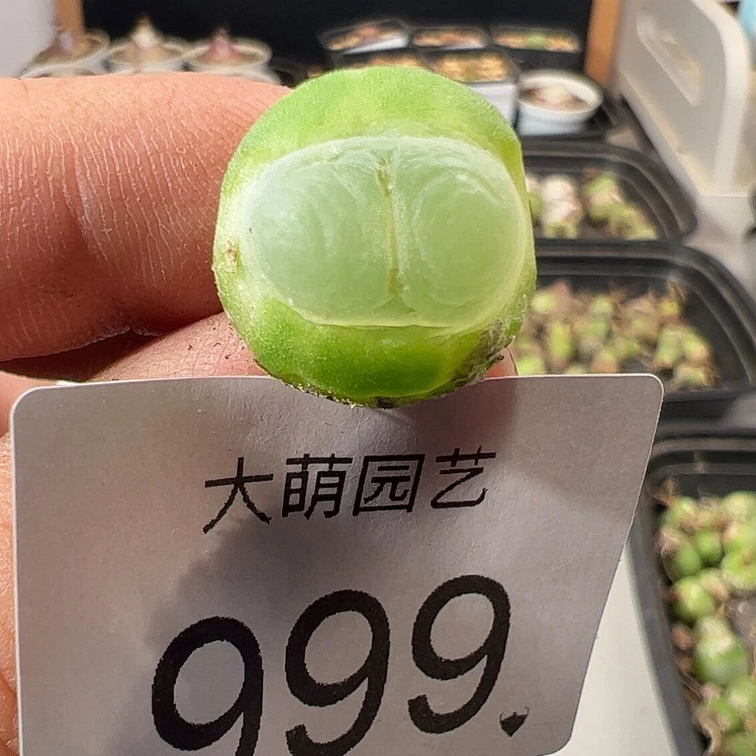 一物一拍。       有疤福利999