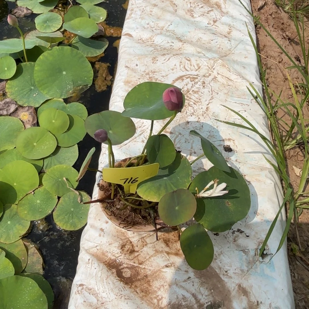 冰***蓝完全开放旱莲莲子716号