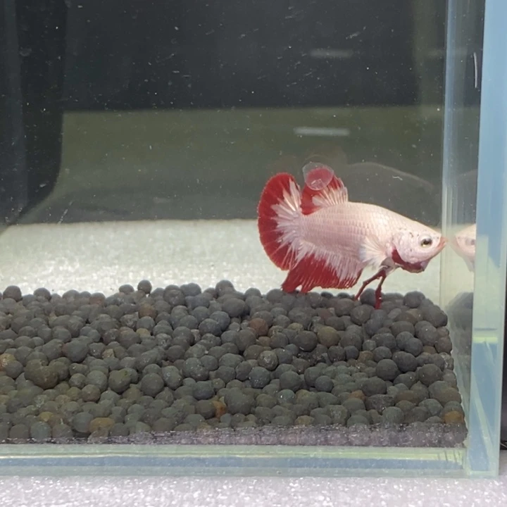 斗鱼泰国斗鱼407号