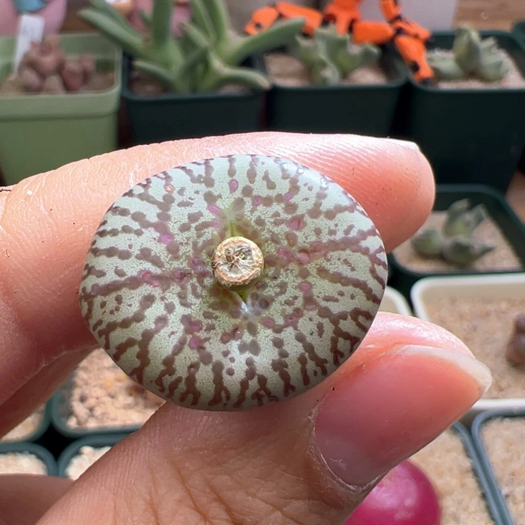 678。WC霓虹安贞 多肉