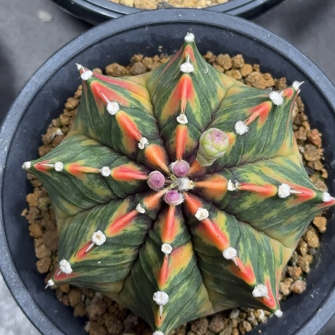 泰系米哈锦喜欢直接拍