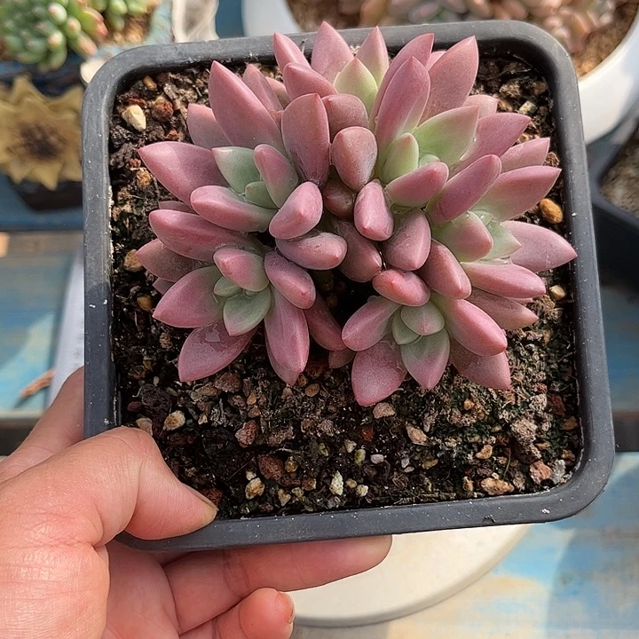 多肉植物一物一拍寄养