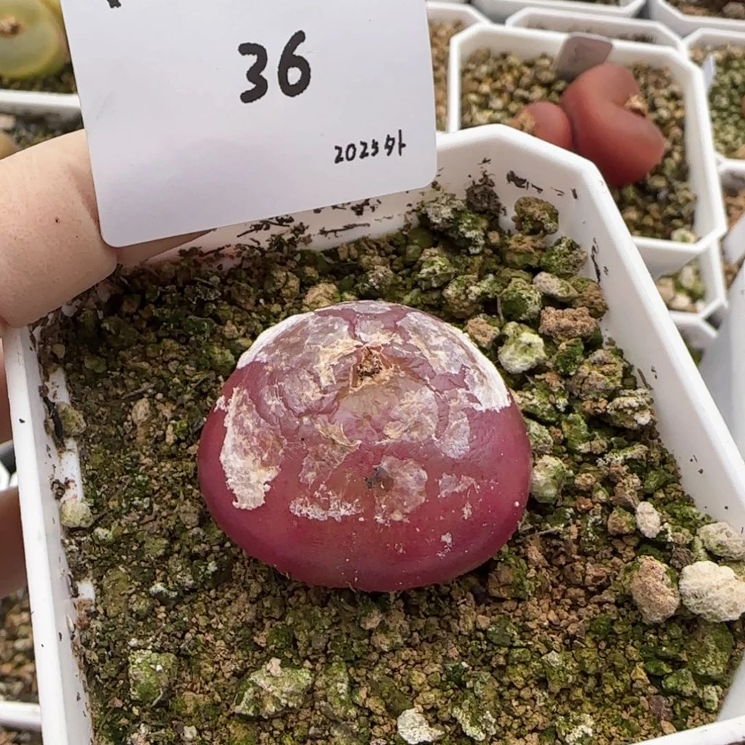 万*筒多肉多肉多肉2025-036