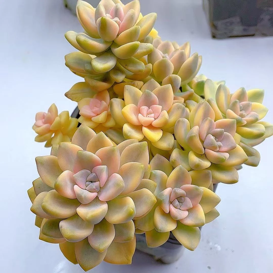 美杏景 整桩（脱土发货）多肉植物 美观