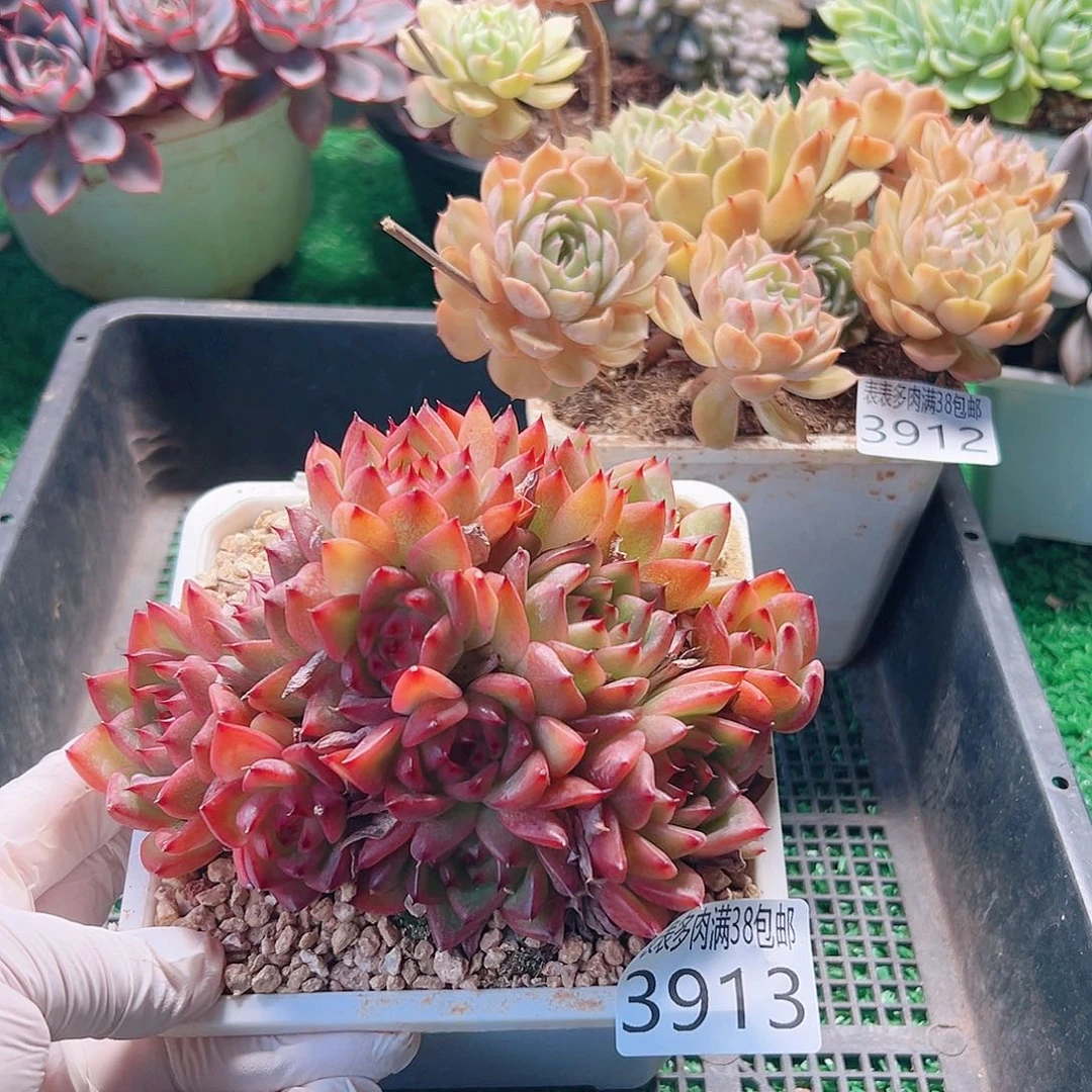 无花朵多肉一物一拍植物3913