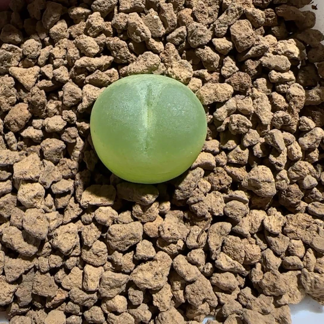 肉锥多肉植物组合-sh1200拉登1266