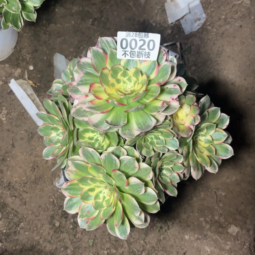 M. 0020海王处理多肉12233