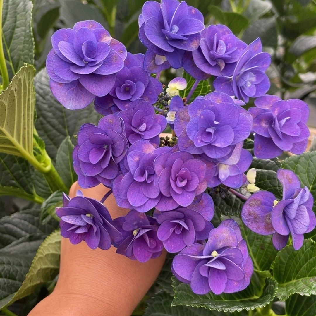 绣球切花一物一拍3枝起包邮，50