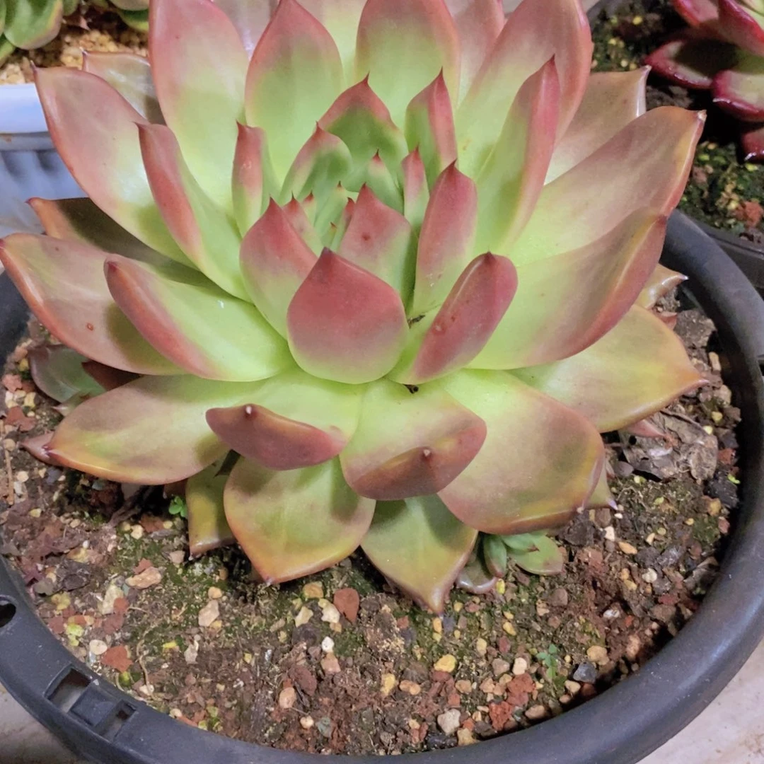 爱***肉东云红女王15