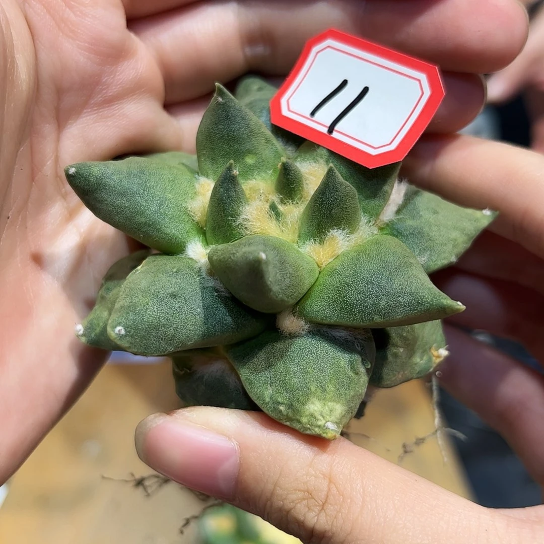 11号自根龙牙微痘萝卜根