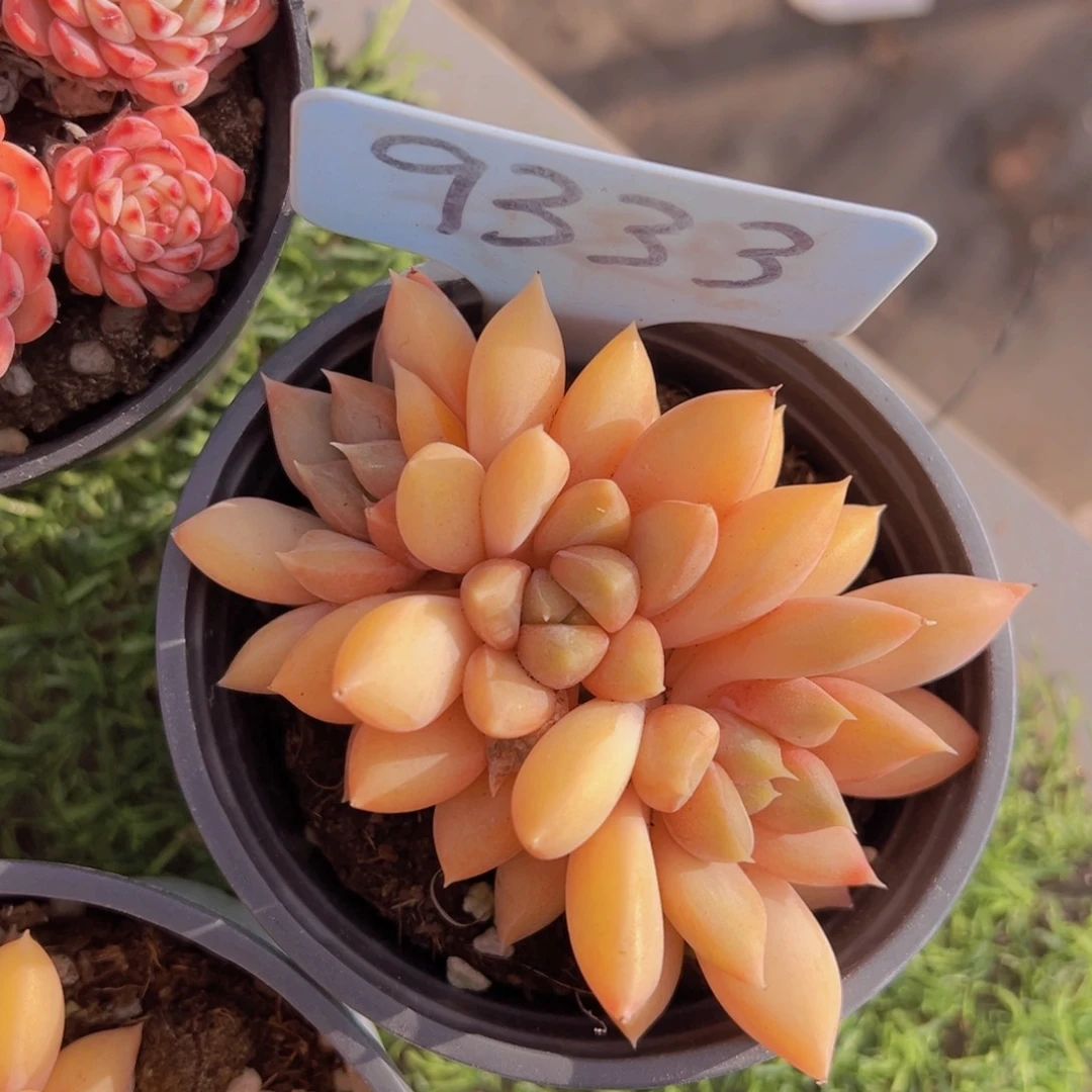 香玉的故事是一个人的故事吗