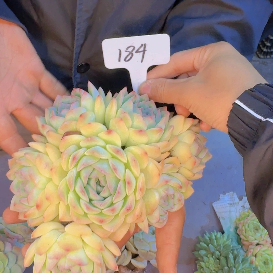 多肉植物的生长发育与