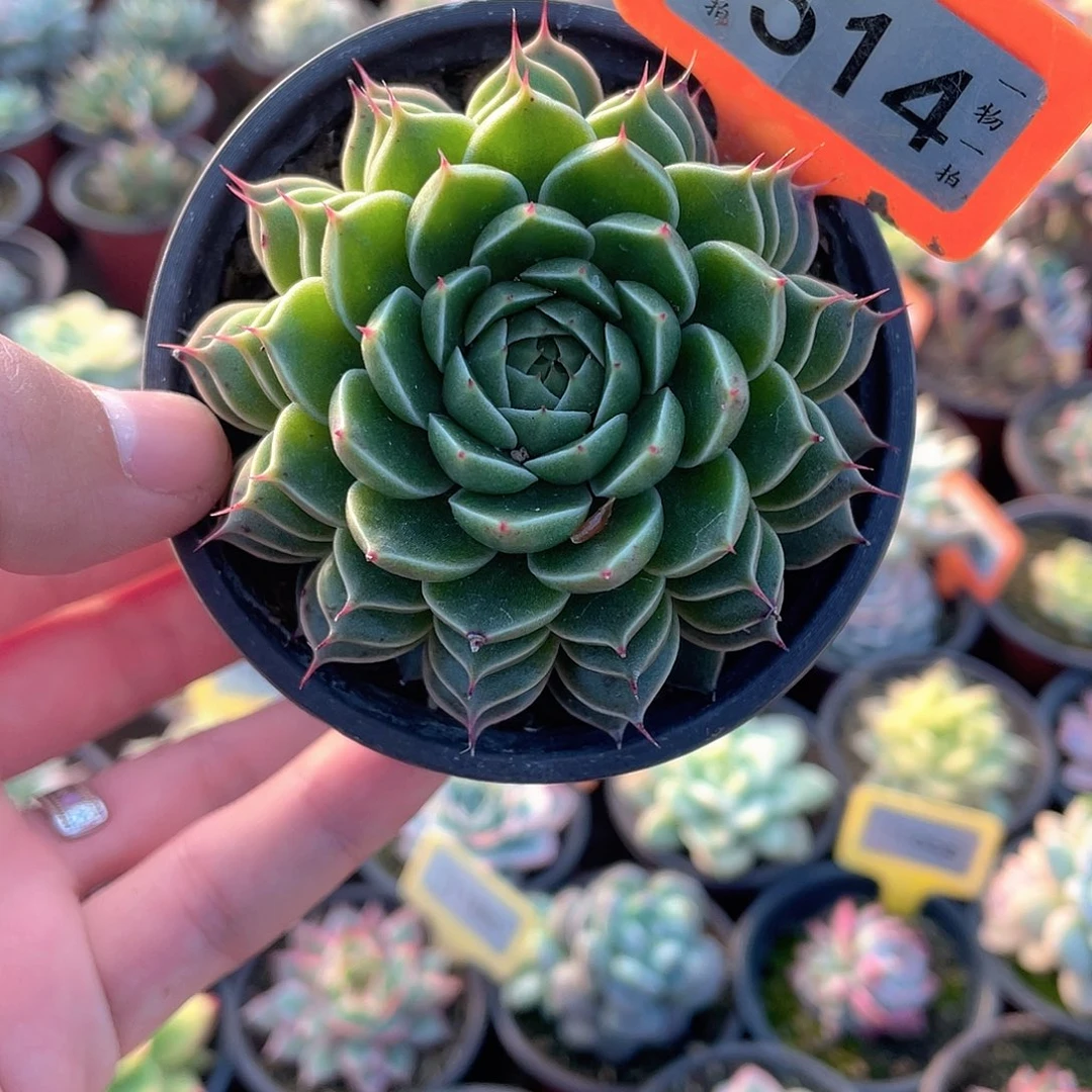 叠叶星芒514号多肉