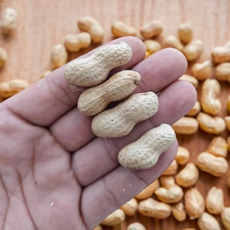 【不好吃全额退款】蒜香五香奶香陈皮小珍珠花生下酒零食坚果炒货