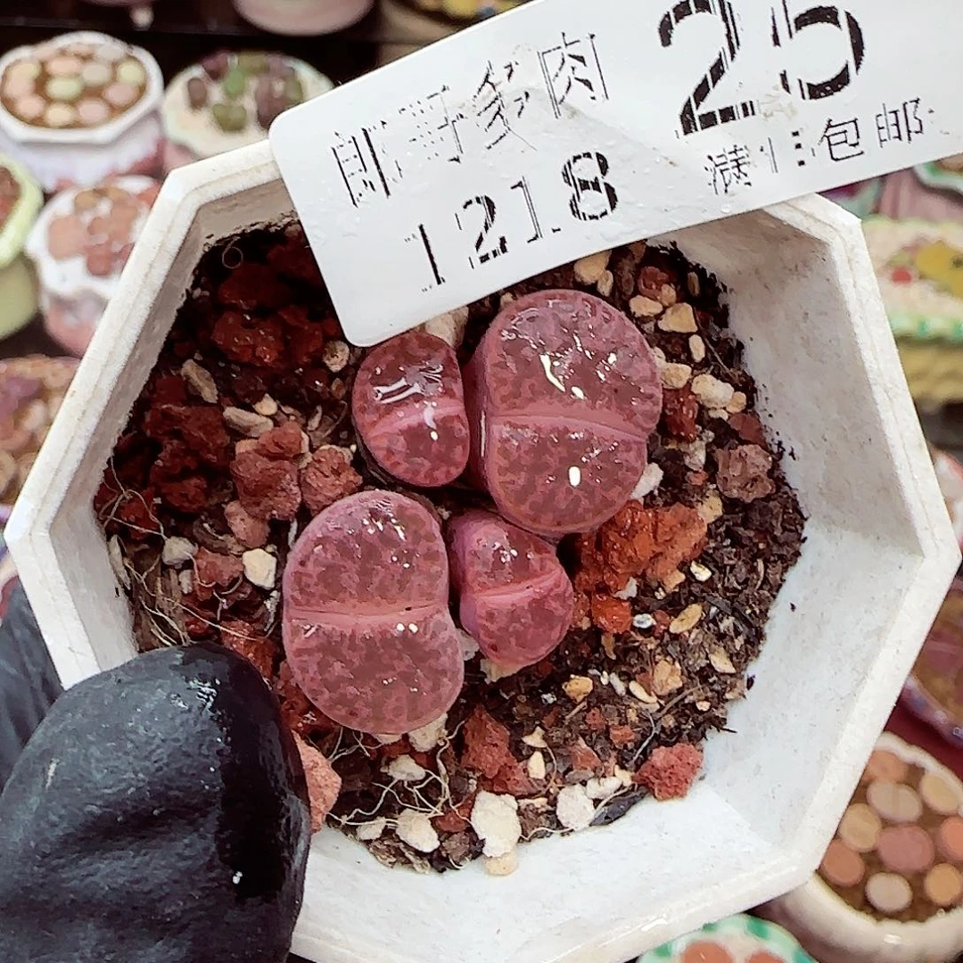 生石花满18包邮1218-25