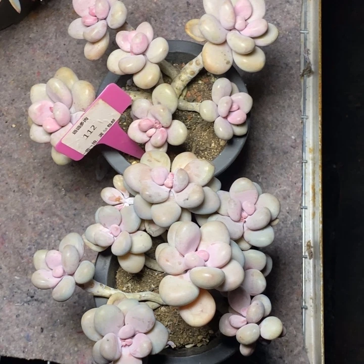 112桃蛋2颗肉肉肉肉肉