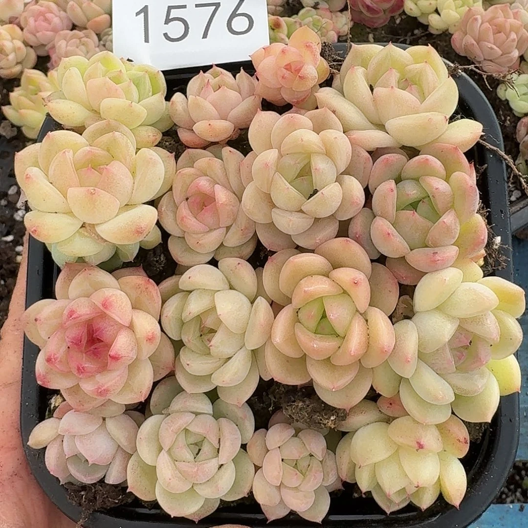 杂交新品珍妮多肉1576