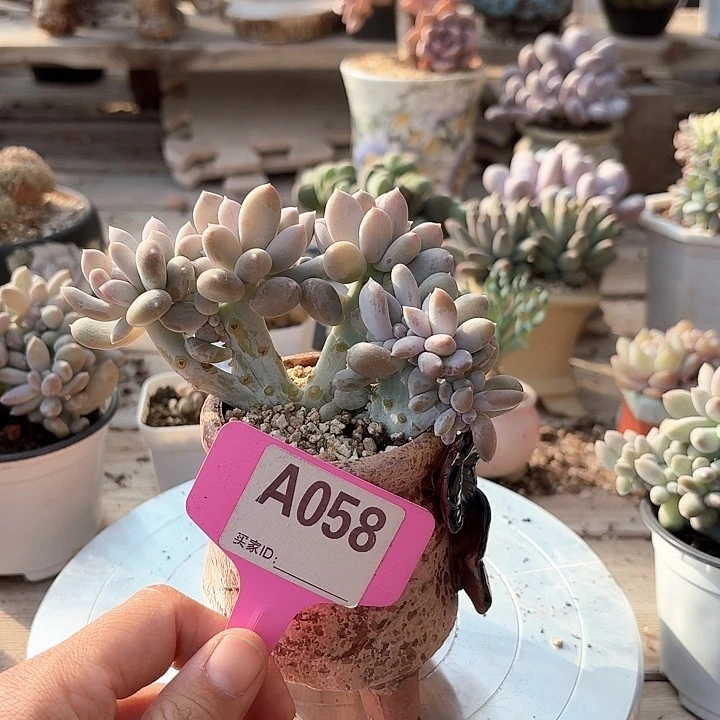 加***糕x h x z v g f du 058