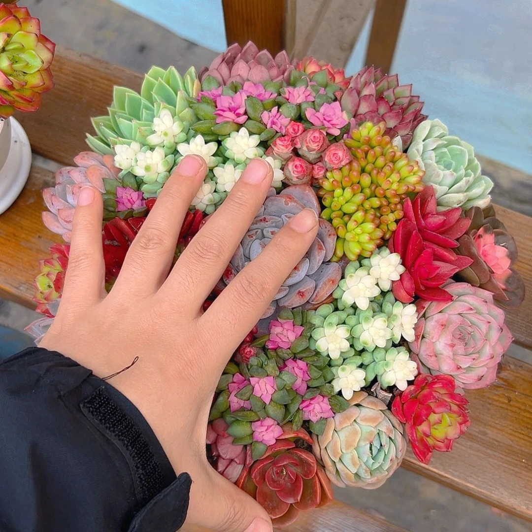 大号花园组合花园组合