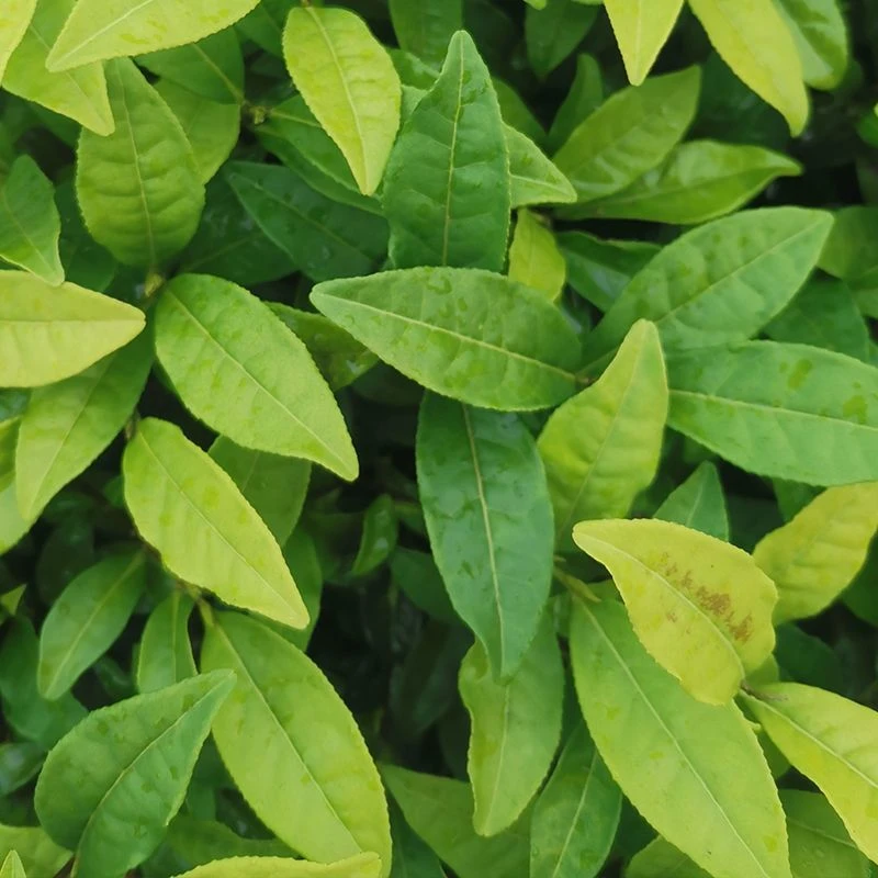 黄观音茶苗 武夷岩茶105 浓香型 乌龙茶 园林绿化苗批发 红茶绿茶