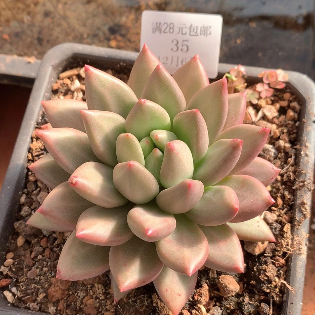 【闪购商品】云35号