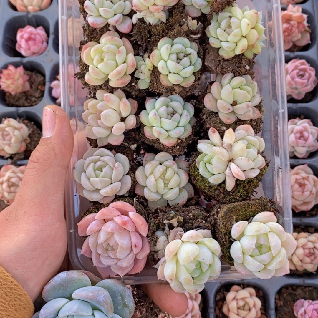 春泥家框拍链接T37