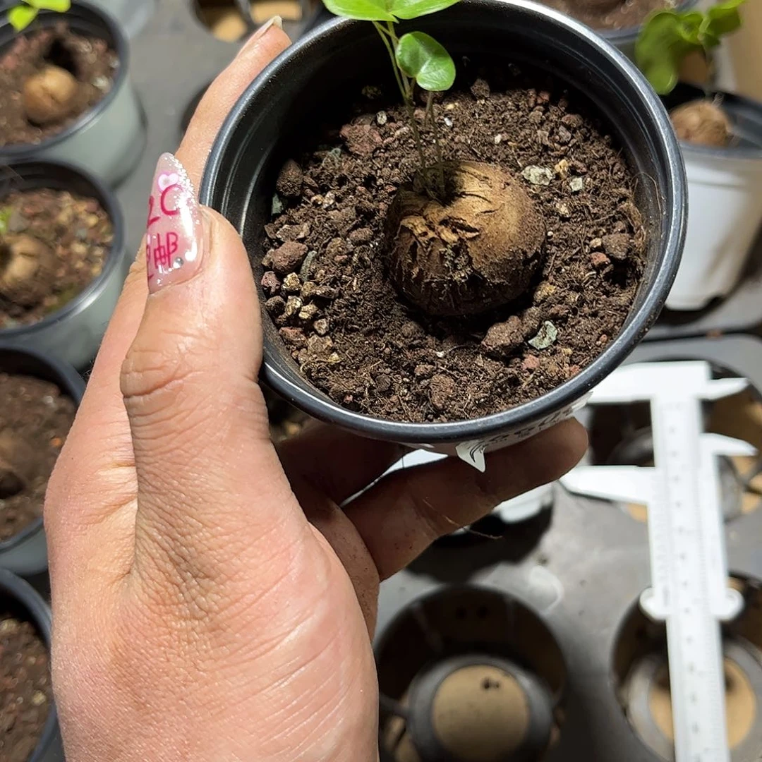 j****t26606一物一拍单头发货